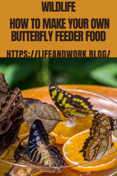 How to Make Your Own Butterfly Feeder Food Butterfly Food Feeder, When To Plant Strawberries, Terra Cotta Bird Bath, Beanie Weenies, Fill The Jar, Butterfly Food, Butterfly Feeder, How To Make Butterfly, Stabilized Whipped Cream