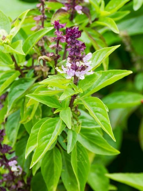 18 Types of Basil to Grow for Cooking & Medicinal Uses | Best Basil Varieties | Balcony Garden Web Types Of Basil, Seed Starting Soil, Natural Insecticide, Basil Seeds, Easy Plants To Grow, Basil Plant, Mosquito Repelling Plants, Rare Seeds, Buy Seeds