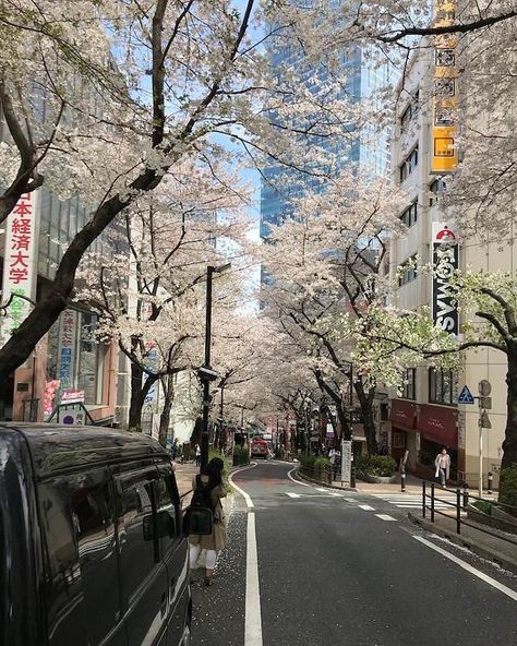 Japan Summer, Tokyo Ghoul Cosplay, Cherry Blossom Trees, Tokyo City, Go To Japan, Japan Aesthetic, Aesthetic Japan, Providence Ri, Japanese Aesthetic