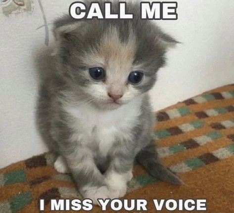 Cat Pictures Cute, I Miss Your Voice, Silly Cats Pictures, Silly Animals, Cute Memes, Cute Texts, Funny Cute Cats, Silly Cats, Full Spectrum