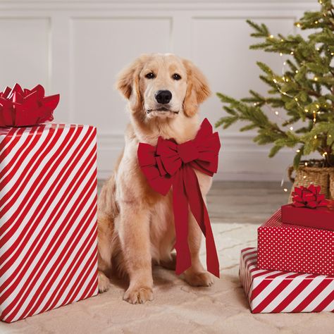 How to Wrap Christmas Presents: 10 Gift-Wrapping Tips & Tricks | Hallmark Ideas & Inspiration Christmas Dog Pictures, Dog Family Pictures, Christmas Goals, Holiday Pet Photos, Wrapping Tips, Dog Christmas Pictures, Countdown Gifts, Holiday Pics, Send Christmas Cards