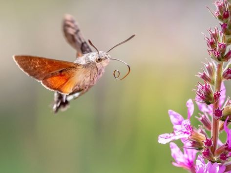 Hummingbird hawk-moth (Macroglossum stellatarum) . . . #animals #fast #flyinginsect #hawkmoth #photographer #photography… Hummingbird Hawk Moth Tattoo, Hummingbird Hawk Moth, Moth Species, Hummingbird Moth, Tatoo Inspiration, Hawk Moth, Moth Tattoo, Flying Insects, Japan Tattoo