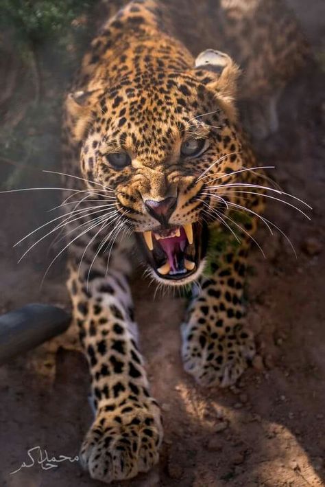 Angry Animals, Regnul Animal, Kitten Pictures, Cat Boarding, Cheetahs, Large Cats, Big Cat, Leopards, Animal Planet