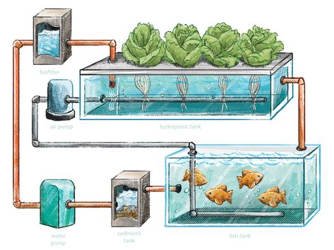 Aquaponics: A Solution To Food Insecurity? | Earth.Org - Past | Present | Future Apartment Aquaponics, Hydroponic Fish Tank, Commercial Aquaponics, Aquaponics Aquarium, Sump Tank, Indoor Aquaponics, Aquaponics Kit, Aquaponics Greenhouse, Backyard Aquaponics