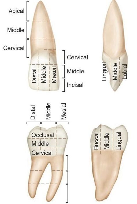 #Dentaltown #DentalAnatomy Anatomy Dental, Dental Assistant Study Guide, Dental Terminology, Dental Assistant School, Dental Hygienist School, Dental Assistant Study, Dental Hygiene Student, Dental World, Kedokteran Gigi