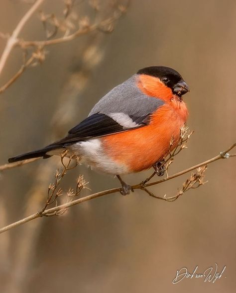 Wondershots - Eurasian Bullfinch. 📸: @animalanthem Eurasian Bullfinch, Oc Drawing, Coloured Feathers, Bullfinch, Oc Drawings, Bird Watcher, Rare Birds, Oldenburg, Cute Birds