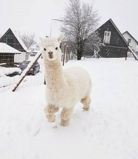 Alpaca Pictures, Llama Alpaca, Cute Llama, Best Poses For Pictures, Like Animals, Fluffy Animals, Cute Wild Animals, Cat Person, Cute Animal Pictures