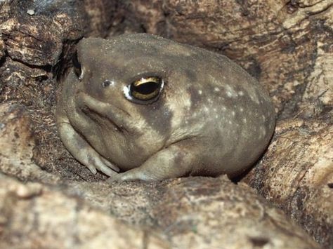 Grumpy frog When Memes, Frog Pictures, Feeling Left Out, Funny Pictures With Captions, A Frog, Morning Humor, Top Funny, Cute Frogs, Funny Animal Pictures