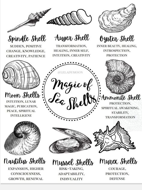 Sea Shell Meaning, Seashells In Witchcraft, Sea Witch Runes, Shells In Witchcraft, Shell Meaning Witchcraft, Shell Witchcraft, Ocean Symbolism, Seashell Meaning, Shells Meaning