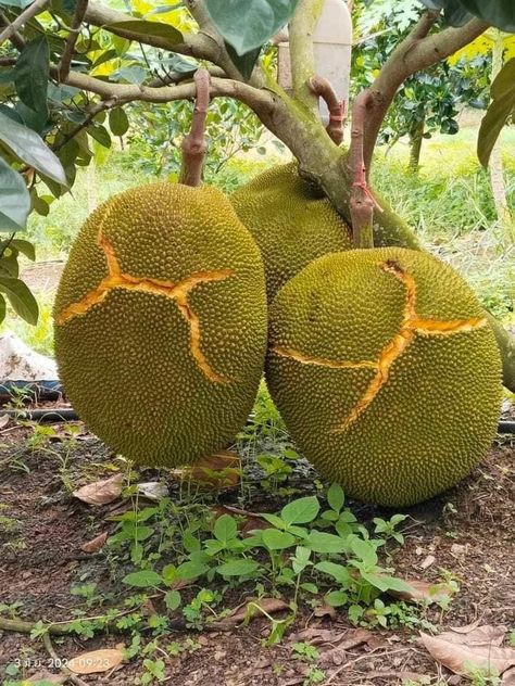 Jackfruit Tree, Fruits And Vegetables Pictures, Rose Plant Care, Food Forest Garden, Jack Fruit, Fruit Or Vegetable, Vegetables Photography, Vegetable Pictures, Inside Garden