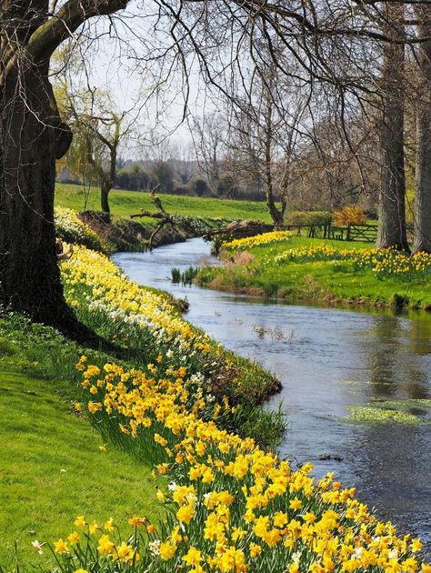 Beautiful Spring Scenery, Spring Landscape Photography, Golden Daffodils, Norfolk England, Spring Landscape, Pretty Landscapes, Spring Aesthetic, Jolie Photo, Beautiful Scenery Nature