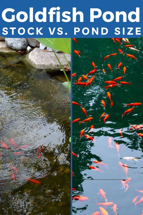 As ornamental, cold-water fish, domesticated goldfish are quite low-maintenance. With optimal pond conditions between stock and size, they can thrive for years, providing lasting enjoyment. #goldfishpond # nature #pondinformer Gold Fish Ponds Ideas Backyards, Goldfish Pond Ideas, Container Fish Pond, Goldfish Breeding, Fish Ponds Backyard, Common Goldfish, Fish Pond Gardens, Goldfish Pond, Outdoor Water Features