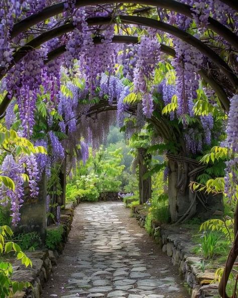 Arch In Garden Ideas, Vine Walkway, Flower Walkway, Bridgerton Prom, Wisteria Arch, Archway Ideas, Wisteria Tunnel, Wisteria Trellis, Flower Archway