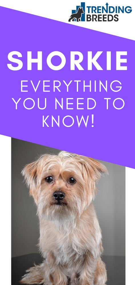 Yorkie Shih Tzu Mix Haircut, Shorkies Dogs Full Grown, Shorkies Dogs, Shorkie Haircut Styles, Dog Anti Itch Spray, Yorkie Shih Tzu Mix, Shorkie Dogs, Yorkshire Terrier For Sale, Ali Kay