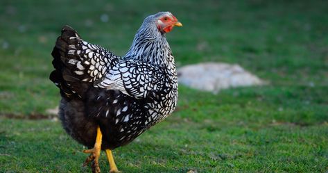 Silver Laced Wyandotte Chickens Eggs, Silver Laced Wyandotte Hen, Wyandotte Chicken Colors, Silver Laced Wyandotte Chickens, Property Planning, Chicken Breeds For Eggs, Wyandotte Hen, Laced Wyandotte, Plymouth Rock Chicken