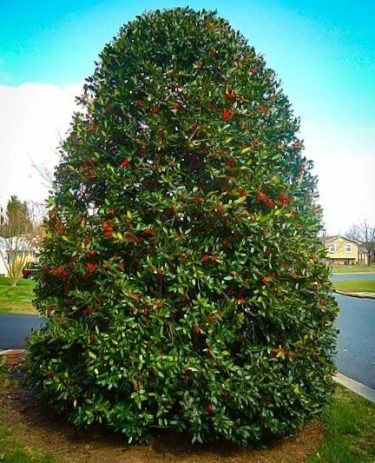 Nellie Stevens Holly, Easy Landscaping Ideas, Planting Zones, Holly Shrub, Holly Bush, Front Garden Design, Holly Tree, Meteor Garden 2018, Easy Landscaping