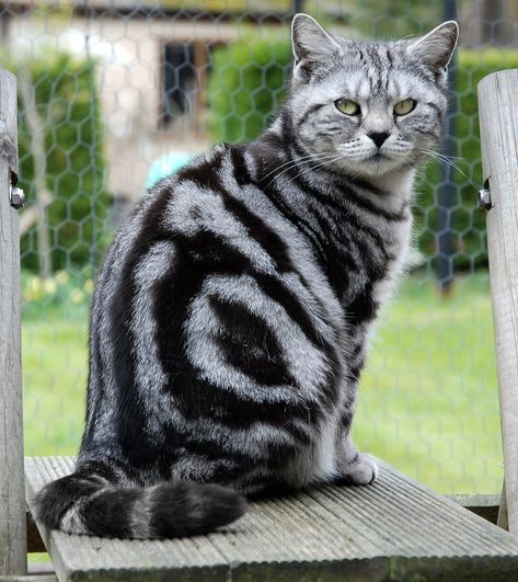 Cats Fluffy, Silver Tabby Cat, American Shorthair Cat, British Shorthair Kittens, Galaxy Black, Spotted Cat, Tabby Cats, Shorthair Cat, American Shorthair