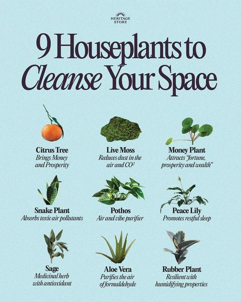 Heritage Store on Instagram: “Bring life into your space 🌿🌹 Plants don’t just have cleansing powers spiritually. There are scientifically supported benefits to keeping…” Snake Plant Benefits, Starter Ideas, Space Plants, Cleanse Your Space, Emergency Numbers, Plant Benefits, Plant Care Houseplant, Rubber Plant, Inside Plants