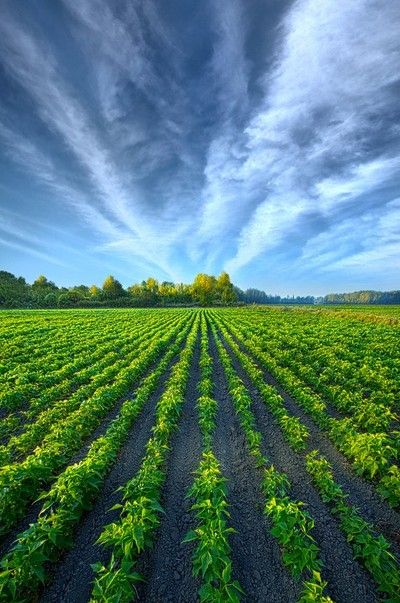 Agriculture Pictures, Agriculture Photography, Farm Scenery, Farm Photography, Amazing Views, Beautiful Locations Nature, Landscape Artist, Nature Images, Farm Life