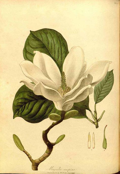 Magnolia denudata Desr. [as Magnolia conspicua Salisb.] Hooker, W., Salisbury, R.A., The paradisus Londinensis, t. 38 (1805) [W. Hooker]. Illustration contributed by the Missouri Botanical Garden, U.S.A. Magnolia Denudata, Doula Business, Botanical Theme, Wall Murals Painted, Vintage Botanical Prints, Instant Art, Scientific Illustration, Botanical Drawings, Salisbury