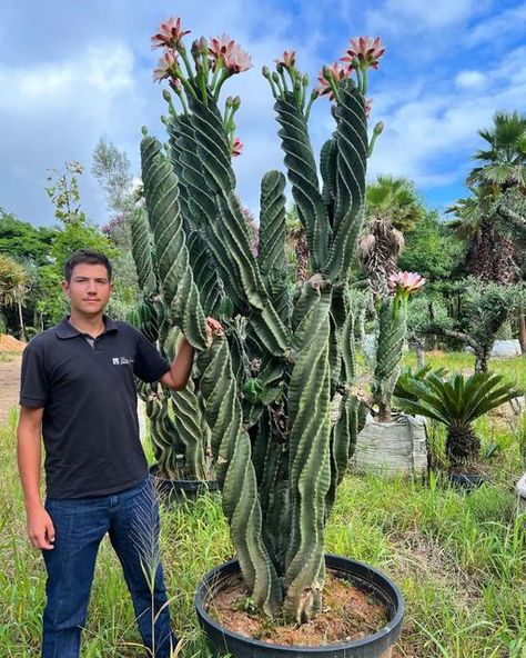 Cactus Landscaping, Cactus Garden Landscaping, Spiral Flower, Bloom Flowers, Cactus Succulents, Succulents Plants, Nature Instagram, Plants Nature, Cactus Art