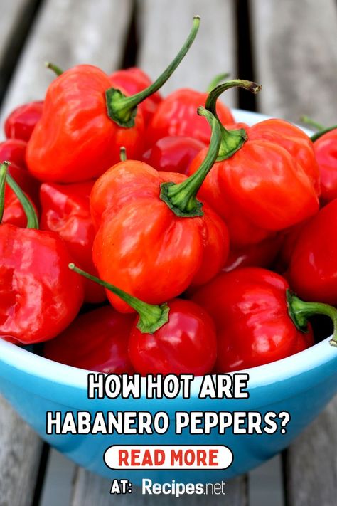 Spice up your culinary adventures with "How Hot Are Habanero Peppers?" 🌶️ Discover everything you need to know about these flavorful peppers, from their Scoville heat units to creative ways to incorporate them into your meals. Whether you're a fan of bold flavors or looking to challenge your taste buds, this pin is your go-to guide. Perfect for chili enthusiasts and anyone curious about the world of spicy cuisine. Get ready to ignite your dishes with habanero heat at Recipes.net. Salsa Ideas, Habanero Salsa, Habanero Pepper, Healthy Fruit Desserts, Breakfast Cocktails, Alfredo Sauce Recipe, Food Substitutions, Side Dishes Recipes, Habanero Peppers