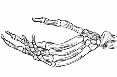 Bone Study, Skeleton Hands Drawing, Hand Bones, Hand Skeleton, See Tattoo, Hands Tattoo, Skeleton Drawings, Skeleton Hand Tattoo, New Drawing