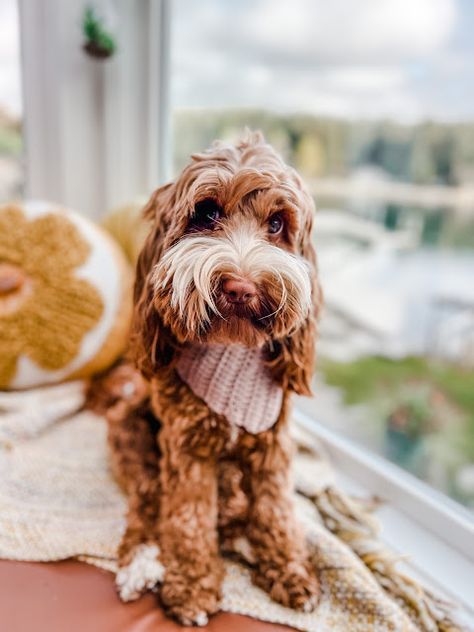 Crochet Dog Bandana, Bandana Crochet, Crocheted Dog, Dog Bandana Pattern, Dog Sweater Crochet Pattern, Dog Sweater Pattern, Bandana Pattern, Crochet Dog Sweater, Crochet Bandana