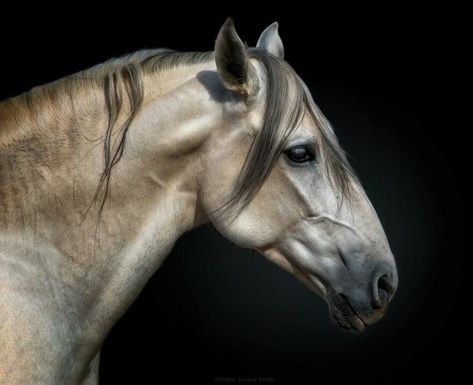 This Photographer Captures Wild Animals In Intimate Portraits (60 Pics) Wild Horse Pictures, Andalusian Horse, Horse Face, Horse Portrait, Wild Creatures, Horse Drawings, Horse Sculpture, Equine Photography, Horse Life