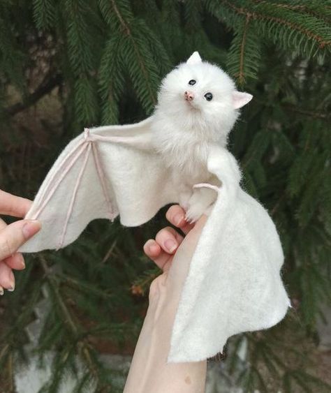 Animals Are Best Friends! | How totally beautiful is this albino bat | Facebook Bat Wings Reference, Persephone Alter, Albino Oc, Albino Bat, Bat Creature, Bat Aesthetic, Albino Cat, Bat Cute, White Bats