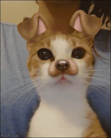 15 Times Animals Used The Dog Snapchat Filter And Won The Internet - I Can Has Cheezburger? Snapchat Dog Filter, Dog Filter, Silly Cats Pictures, Cat Icon, Silly Animals, Funny Cute Cats, Kitty Cats, Silly Cats, Cats Meow