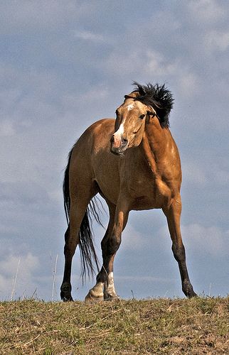 Horse Standing, Horse Poses, Horse Reference, Horse Anatomy, Animal Study, Horse Aesthetic, Animal Reference, Horse Drawings, Pretty Animals