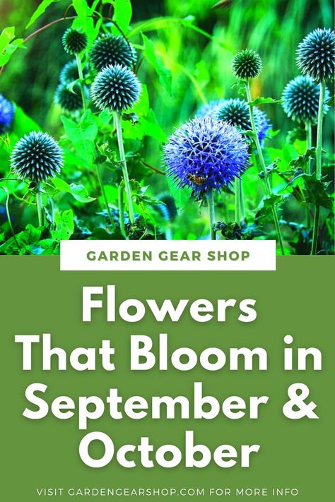 Flowers That Bloom in September & October Flowers That Bloom In September, September Blooming Flowers, Flowers In Season In October, Flowers In Season In September, Flowers That Bloom In Fall, October Wildflowers, October Flowers In Season, September Flowers In Season, Flowers September