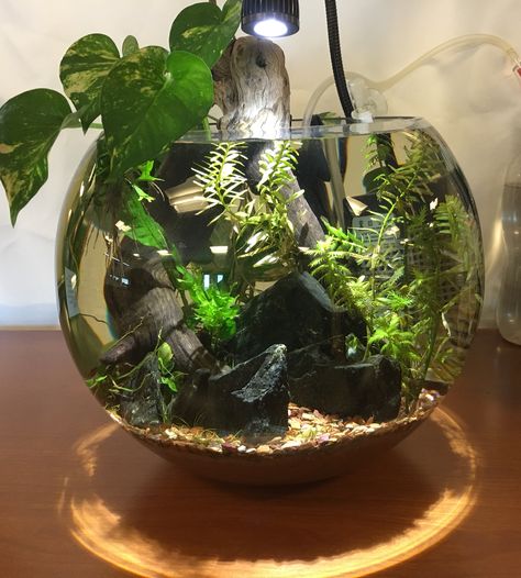 Bowl update 2 5/8/18 Planted Bowl Aquarium, Planted Jar Aquarium, Betta Bowl Ideas, Fish Bowl Aquascape, Beta Fish Bowl Ideas, Bowl Aquascape, Planted Fish Bowl, Aquarium Bowl, Fish Bowl Ideas