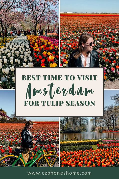 Amsterdam Tulip Festival, Amsterdam Tulip Fields, Netherlands Keukenhof, Tulips In Amsterdam, Types Of Tulips, Amsterdam Tulips, Keukenhof Gardens, Million Flowers, Tulip Season