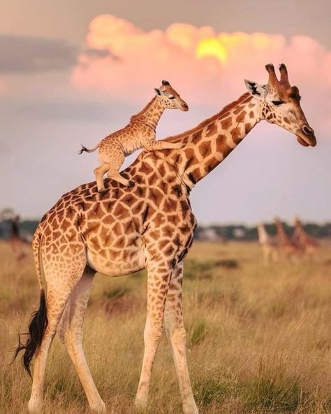 Mum, I  am tired. Get on my back,  you aren't heavy,  you are my baby❤ Wild Birds Photography, Giraffe Pictures, Beautiful Wildlife, I Am Tired, Am Tired, Super Cute Animals, Cute Wild Animals, Cute Animal Photos