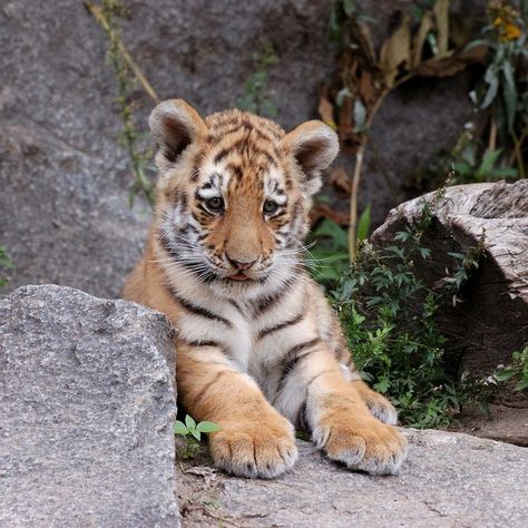 Cute Tiger Cubs, Save The Tiger, Baby Tigers, Cute Tiger, Tiger Pictures, Cute Reptiles, Your Spirit Animal, Baby Tiger, Cute Tigers