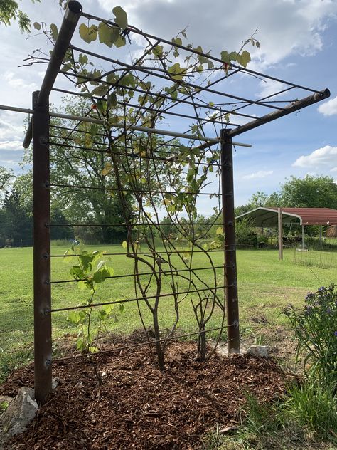 Small Grape Trellis, Grape Vines Pergola, Passionfruit Vine Trellis Ideas, Blackberry Plants Trellis, Rebar Trellis Ideas, Rebar Pergola, Grape Trellis Ideas Diy, Grape Arbor Ideas Diy, Grape Vines In Backyard