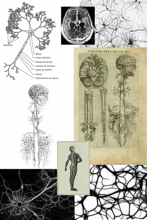 Neurons Nervous System Collage Nervous System Wallpaper, Neuroanatomy Art, Nervous System Tattoo, Nervous System Aesthetic, Nervous System Illustration, Nervous System Drawing, Neurology Aesthetic, Neuroscience Tattoo, Nervous System Art