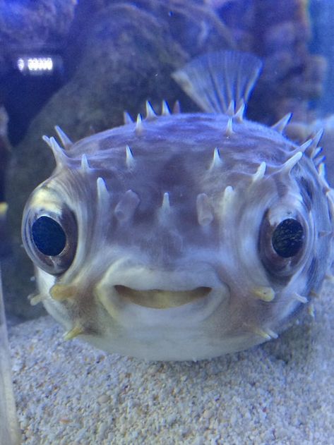 More memes, funny videos and pics on 9GAG Cool Sea Creatures, Underwater Animals, Puffer Fish, Beautiful Sea Creatures, Water Animals, Cute Fish, Chur, Aquatic Animals, Silly Animals