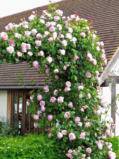 Top 10 Beautiful Climbing Plants for Fences and Walls Climbing Plants Fence, Constance Spry, Climbing Flowers, Garden Vines, Growing Roses, Climbing Vines, David Austin, Climbing Roses, English Roses