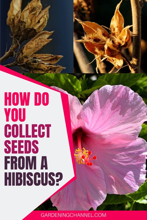 Growing Hibiscus From Cuttings, How To Harvest Hibiscus Seeds, Hibiscus Seed Pods, How To Grow Hibiscus From Seed, Hibiscus Seeds How To Grow, How To Grow Hibiscus, Hibiscus Fertilizer, Plant Hibiscus, Hibiscus Seeds