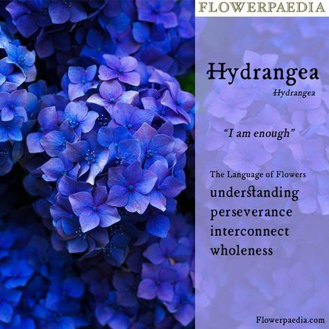 Hydrangea Meaning Flower, Hydrangea Meaning, Blue Lotus Witchcraft, Blue Lotus Magical Properties, Plant Cucumbers, Blue Lotus Flower Magical Properties, Flowers Language, Hydrangea Witchcraft, Blue Cornflower Magical Properties