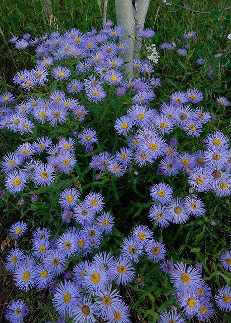 Colorado Flowers, Colorado Wildflowers, Wildflower Photo, Aster Flower, Meadow Garden, Wildflower Garden, Forest Flowers, Landscape Ideas, Types Of Flowers