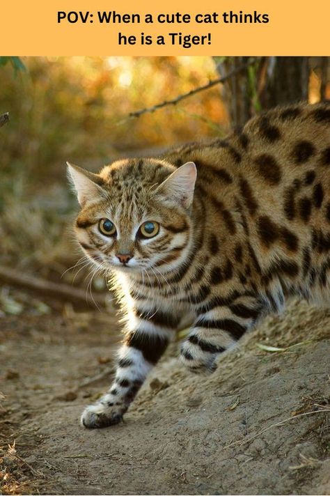 Cute cat POV: eye of the tiger.🤣 Therian Animals, Gato Bengali, Black Footed Cat, Wild Cat Species, African Cats, Small Wild Cats, 5 Cats, Spotted Cat, Cat Species