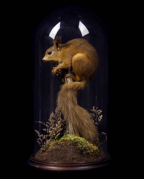 Taxidermy Squirrel inside Victorian glass dome - Ayre and Co Taxidermy Taxidermy Squirrel, Taxidermy Decor, Jar Display, Wet Specimen, Taxidermy Art, Goth Decor, Night Garden, The Bell Jar, Creature Feature