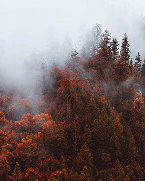 Autumn Western Aesthetic, Spooky Landscape, Washington Fall, Forest Falls, Fall Landscape Photography, Fall Forest, Autumn Magic, Dark Autumn, Forest Spirit