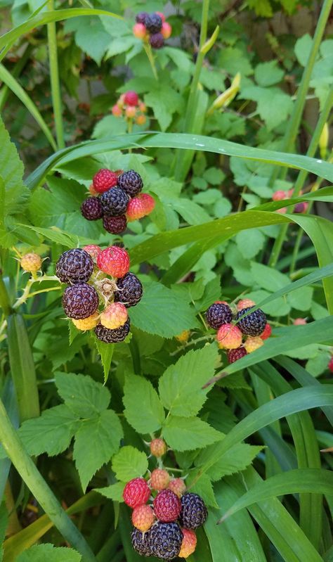 Edible Gardens: Black Raspberries, America's Lost Fruit - Gardenista Container Gardening Fruit, Black Raspberries, Sunflower Tattoo Sleeve, Raspberry Plants, Berry Patch, Plant Diy, Edible Gardens, Gardening Projects, Sante Fe