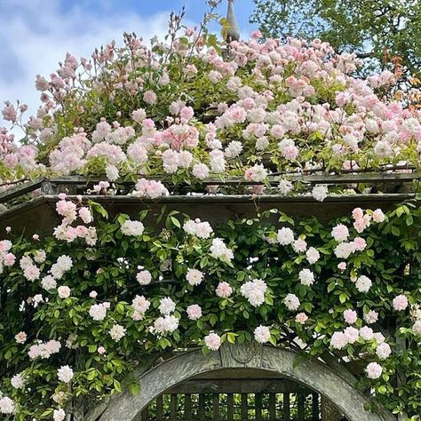 Amandaseend on Instagram: "The English quadrant in the walled garden has burst into life in just a few days - Cecile Bruner rose is looking perfect on the gazebo, Constance Spry is in full flush on the wall - the scent and sheer exuberant joy makes her single flush a must have for every garden! #boxparterre #trelliswork #gazebo #Obelisk #Arbors #roses #junegarden #walledgarden #englishgarden #wiltshirelife #countrylife #sheerjoy" Constance Spry, Rose Arbor, Walled Garden, English Country Gardens, English Country House, English Roses, English Garden, Rose Garden, Garden Wall