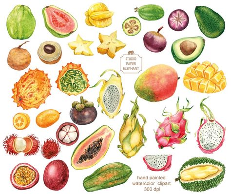 Tropical Fruit Tattoo, Tropical Fruit Painting, Passion Fruit Painting, Passion Fruit Art, Tropical Fruits Illustration, Guava Watercolor, Passion Fruit Illustration, Colombian Fruits, Mango Watercolor